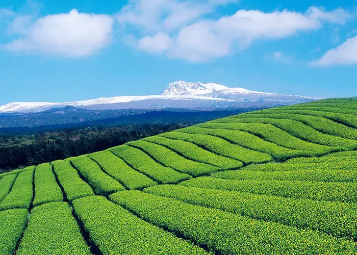 Cultural activities and Korean immersion on Jeju Island